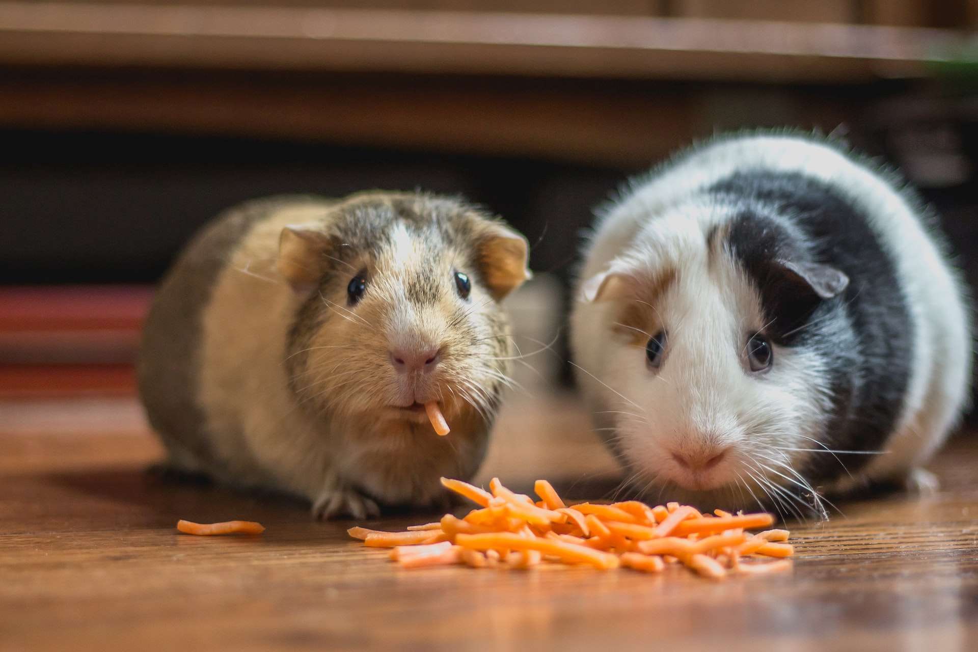 Child Friendly Pets